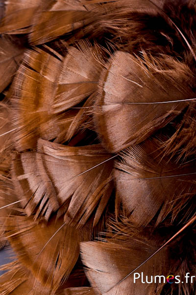 Piume sbiancate e colorate – Tacchino bronzato